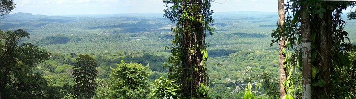 Forêt guyanaise