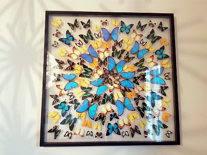 explosion de papillons entre 2 verres