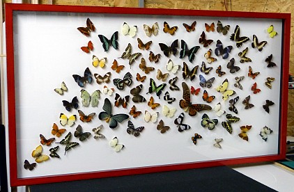 Corne d'abondance papillons