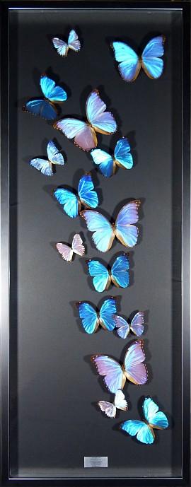 Envol papillons Morpho sur fond noir