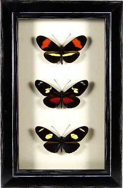 Espèces du genre Heliconius