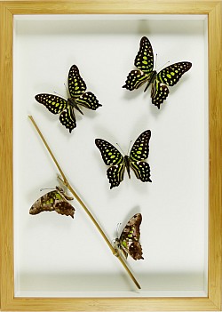 Graphium agamemnon