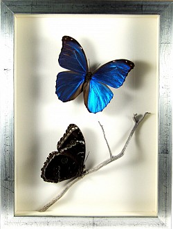 Morpho menelaus & Morpho achilles