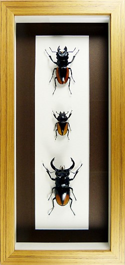 Trio de lucanes asiatiques