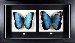 Morpho peleides