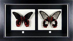 Papilio rumanzovia