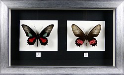 Parides neophilus