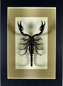 Heterometrus cyaneus (scorpion)