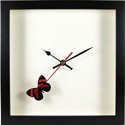 papillon Callicore cynosura - horloge style moderne