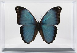 Morpho deidamia briseis recto