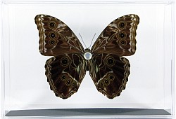 Morpho deidamia briseis verso