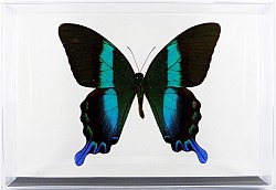 Papilio blumei recto