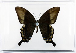 Papilio blumei verso