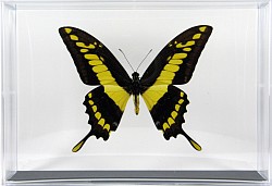 Papilio thoas recto