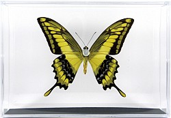 Papilio thoas verso