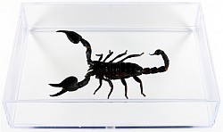 Scorpion Heterometrus sp.