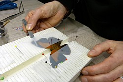 montage des ailes du papillon