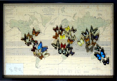 Cadre papillons sur mappemonde