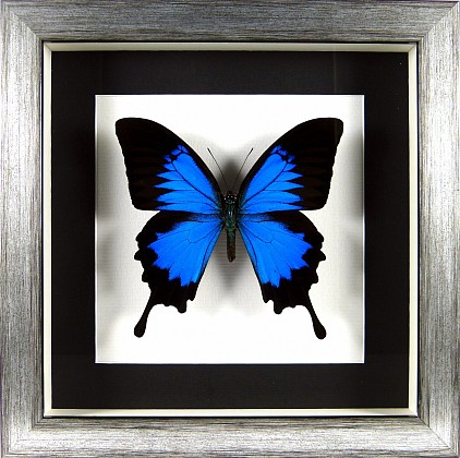 Papilio ulysses sous cadre vitré argent vieilli et passe-partout noir