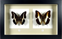 Charaxes brutus