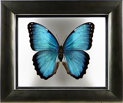 Morpho peleides recto