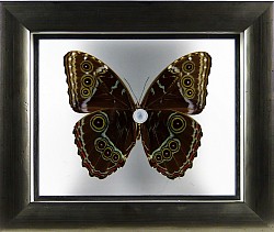 Morpho peleides verso