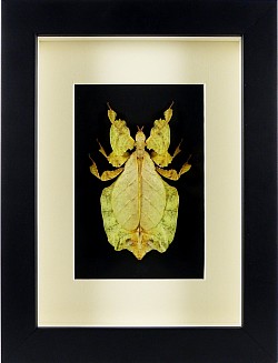 Phyllium pulchrifolium (phasme)