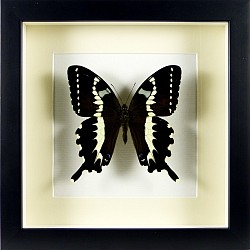 Papilio delalandei