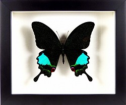 Papilio karna