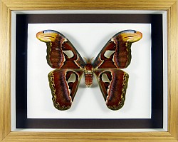 Attacus atlas