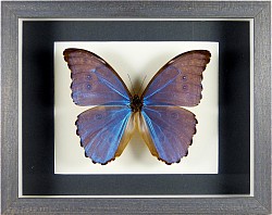 Morpho godarti assarpai