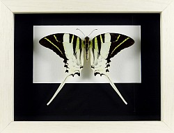 Graphium androcles