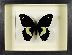 Papilio gambrisius