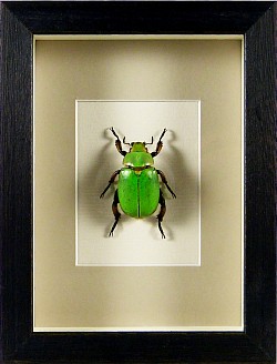 Chrysina erubescens (ruteliné)