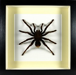 Brachypelma sp. (mygale)