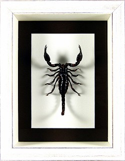 Heterometrus sp (scorpion)