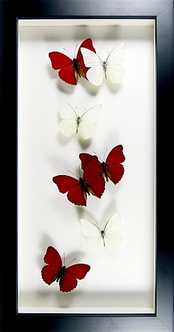 Cymothoe sangaris & Appias albina
